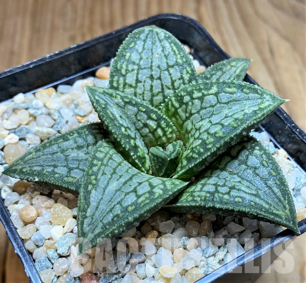 LOT930 10SEEDS Haworthia koelmaniorum hybrid mix 2025 - Image 3