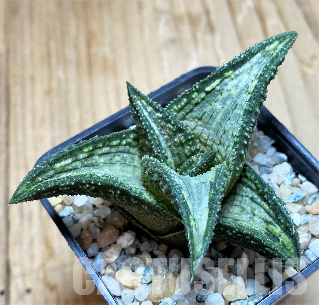 LOT930 10SEEDS Haworthia koelmaniorum hybrid mix 2025 - Image 5