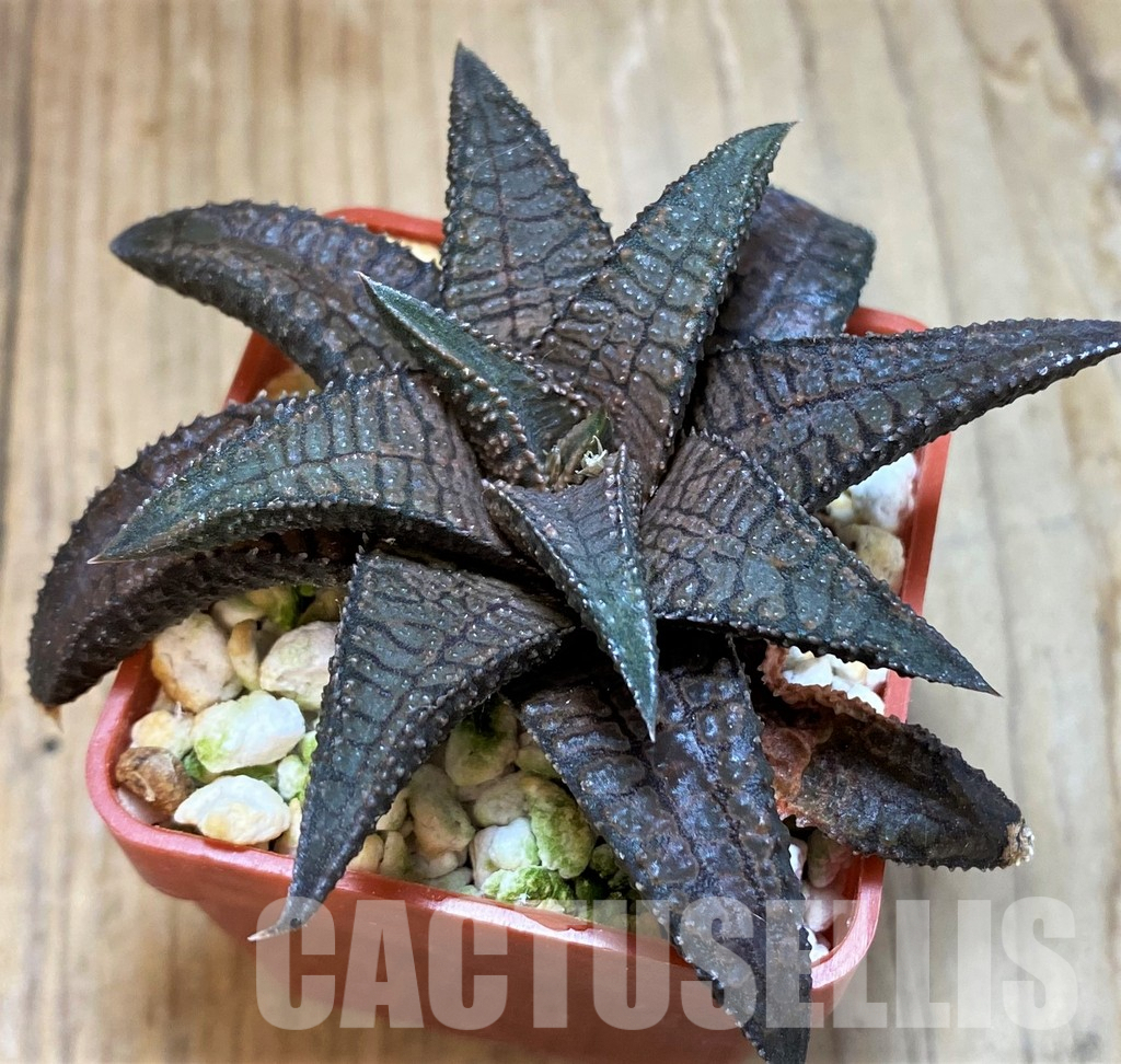 LOT930 10SEEDS Haworthia koelmaniorum hybrid mix 2025 - Image 6