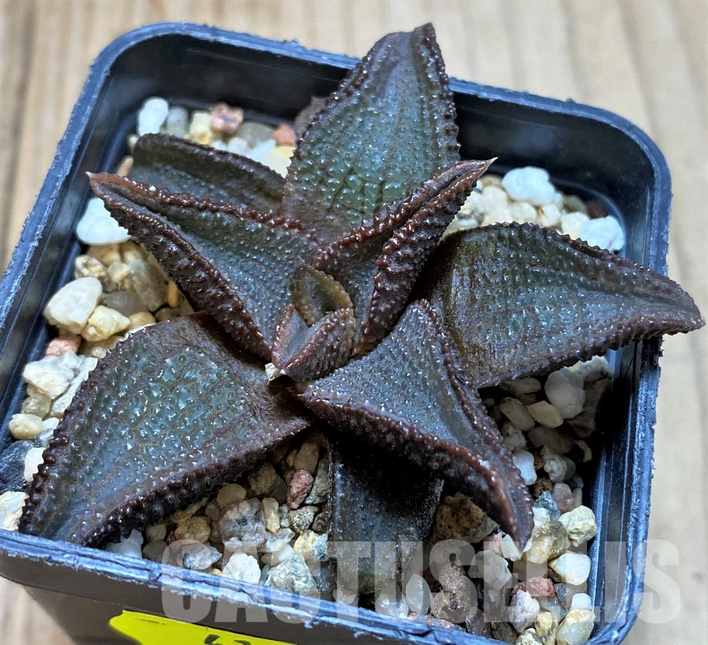 LOT930 10SEEDS Haworthia koelmaniorum hybrid mix 2025 - Image 4