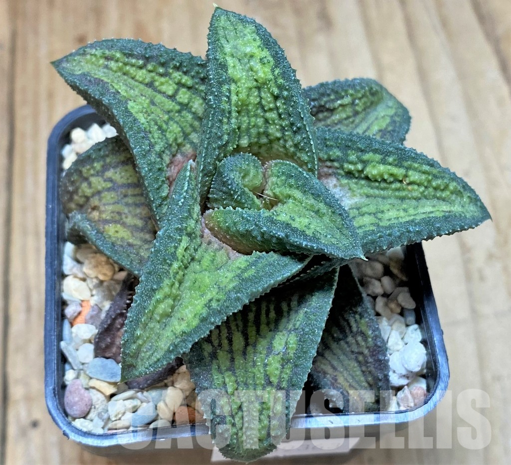 LOT930 10SEEDS Haworthia koelmaniorum hybrid mix 2025 - Image 7