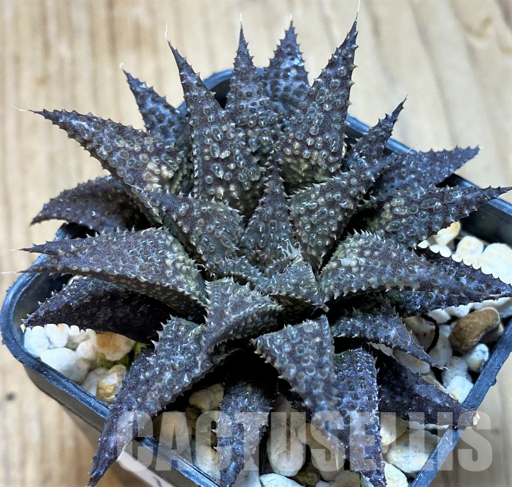 LOT930 10SEEDS Haworthia koelmaniorum hybrid mix 2025 - Image 8