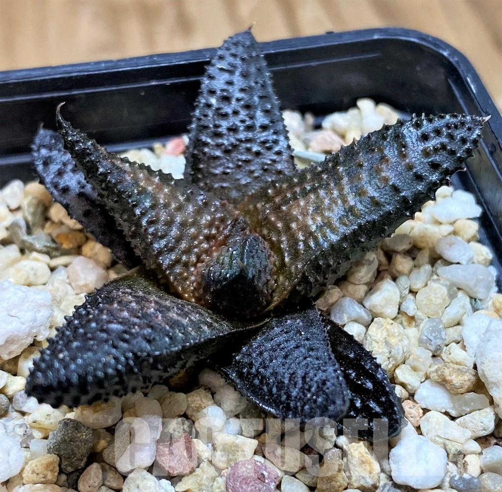 LOT930 10SEEDS Haworthia koelmaniorum hybrid mix 2025 - Image 10