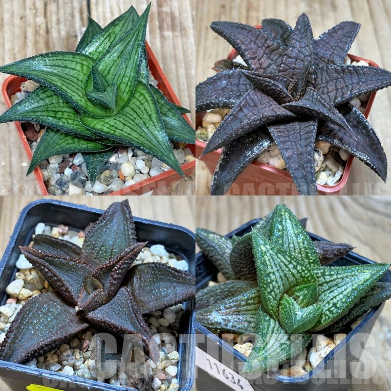 LOT929 10 SEEDS Haworthia venosa v. coriacea x koelmaniorum hybrid mix  2025