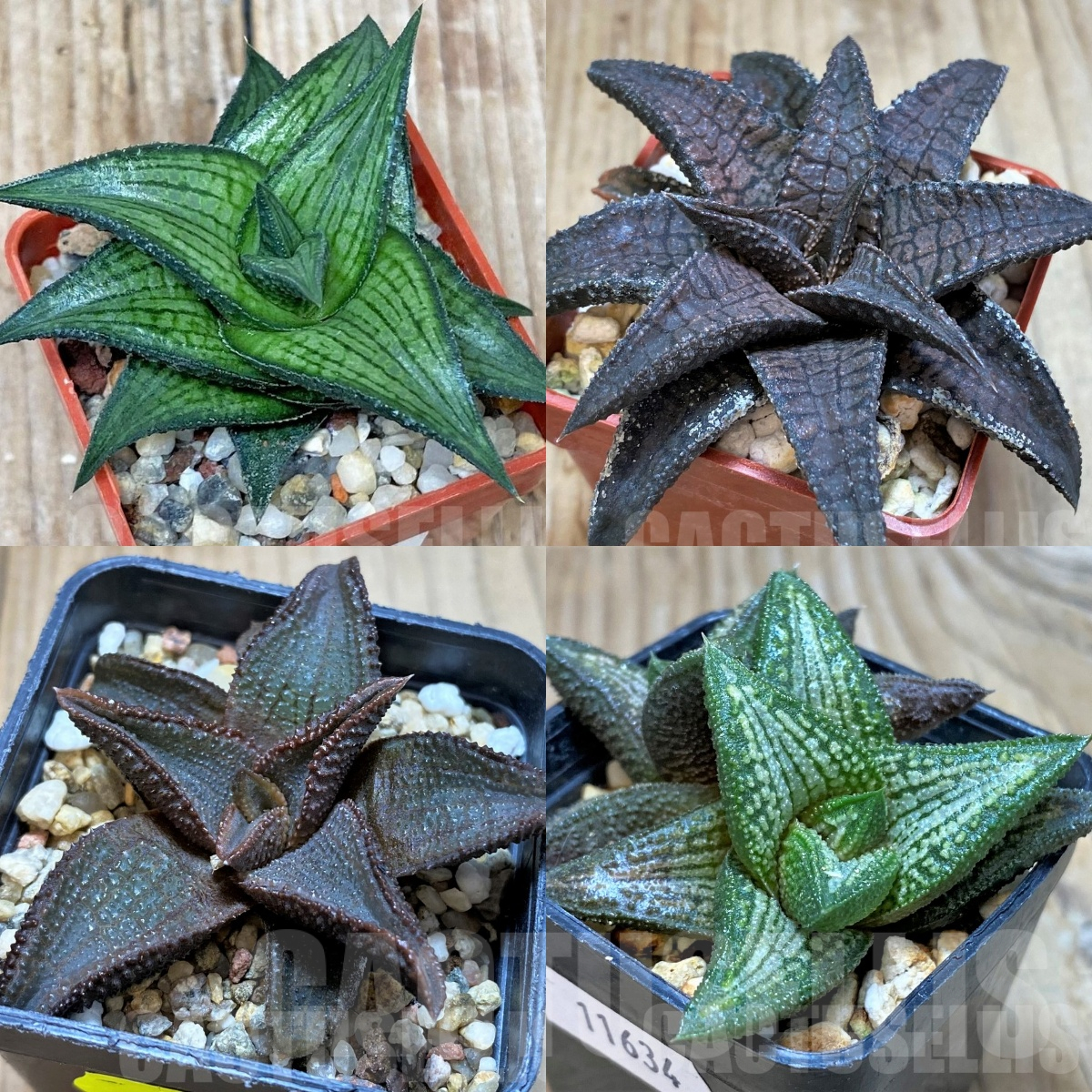 LOT929 10 SEEDS Haworthia venosa v. coriacea x koelmaniorum hybrid mix 2025