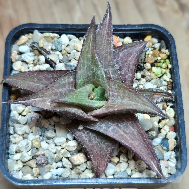 VVG11481 Haworthia coriacea x venosa clon 2