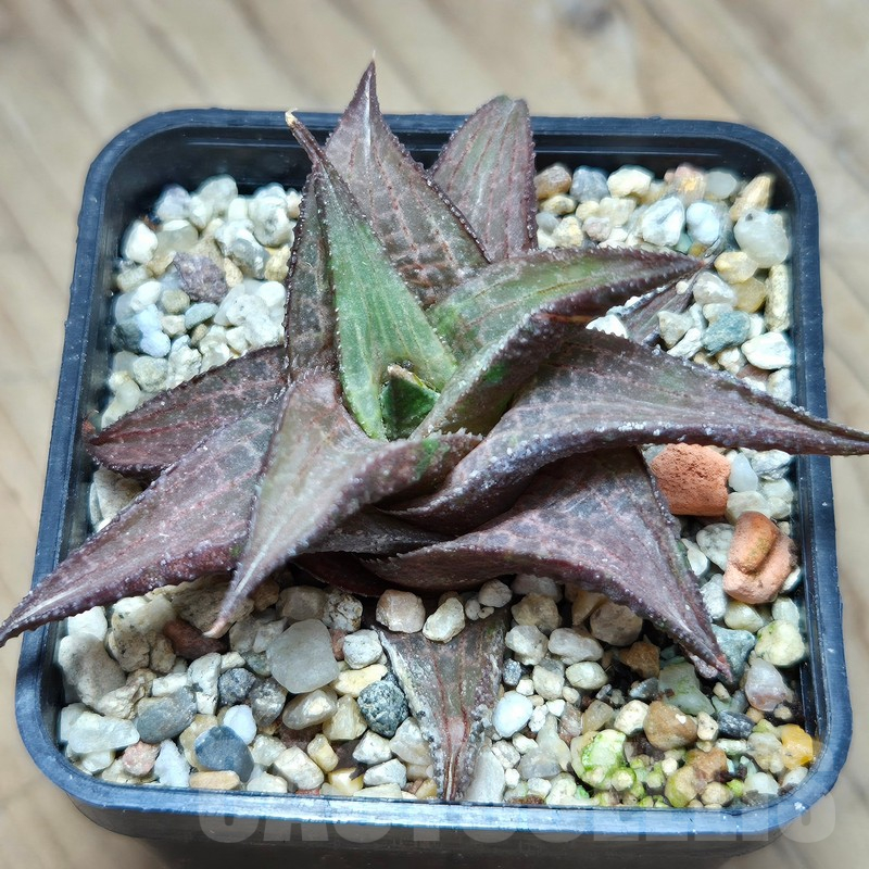 VVG11481 Haworthia coriacea x venosa clon 2 - Image 2