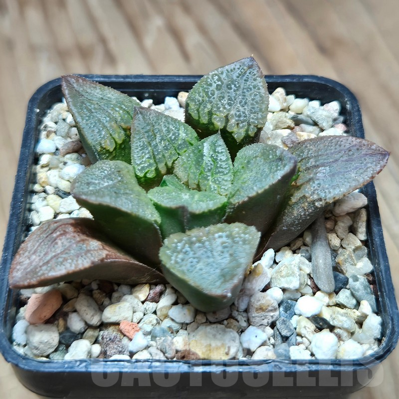 VVG11482 Haworthia pygmaea hybrid - Image 2