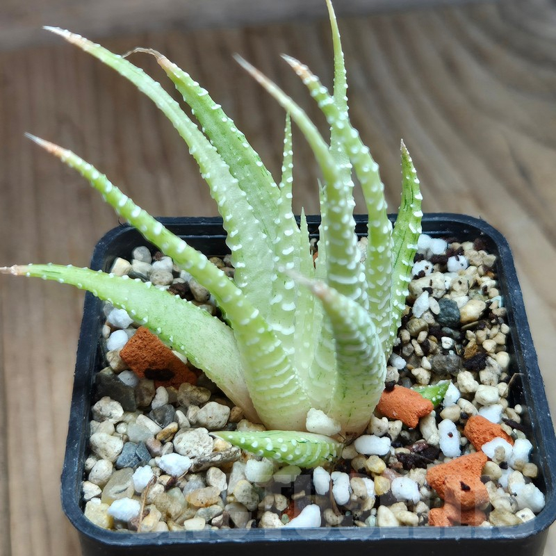 VVG11484 Haworthia attenuata v.chlorofilarm