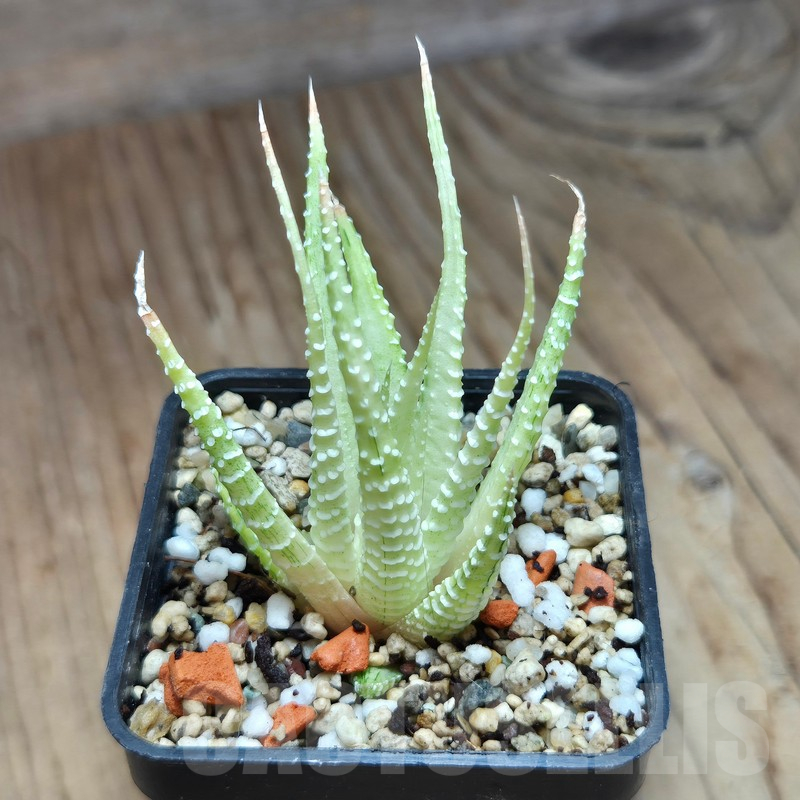 VVG11484 Haworthia attenuata v.chlorofilarm - Image 2