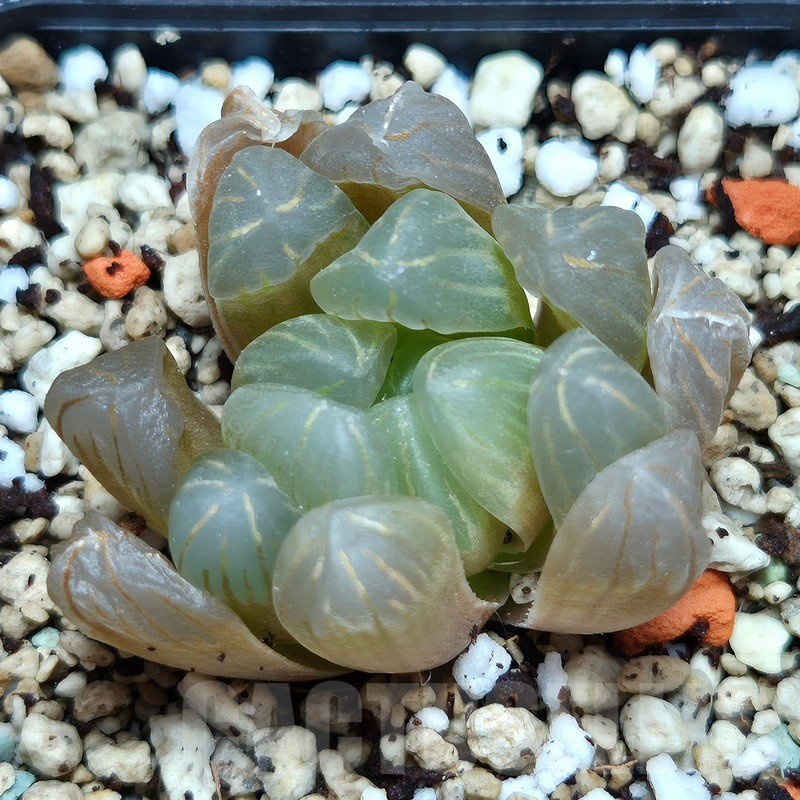 VVG11485 Haworthia cooperi v.dielsiana