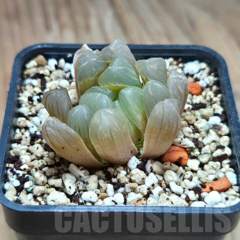 VVG11485 Haworthia cooperi v.dielsiana - Image 2