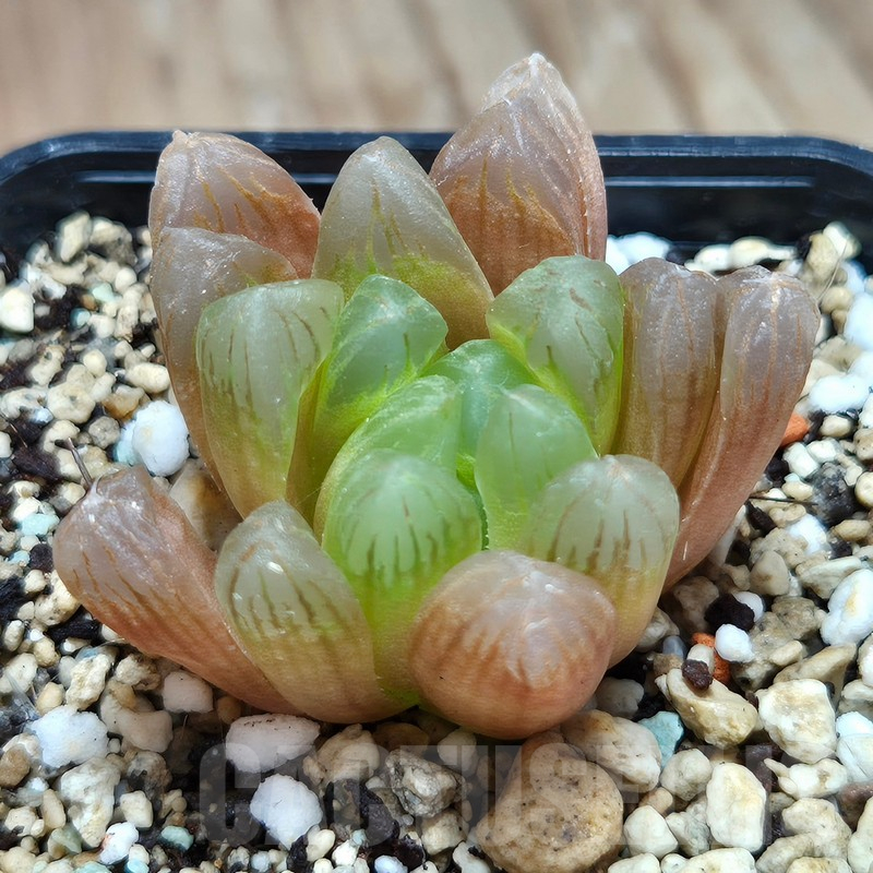 VVG11486 Haworthia cooperi v.dielsiana