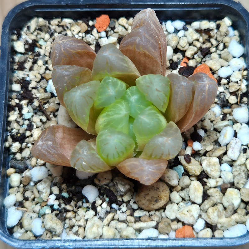 VVG11486 Haworthia cooperi v.dielsiana - Image 2