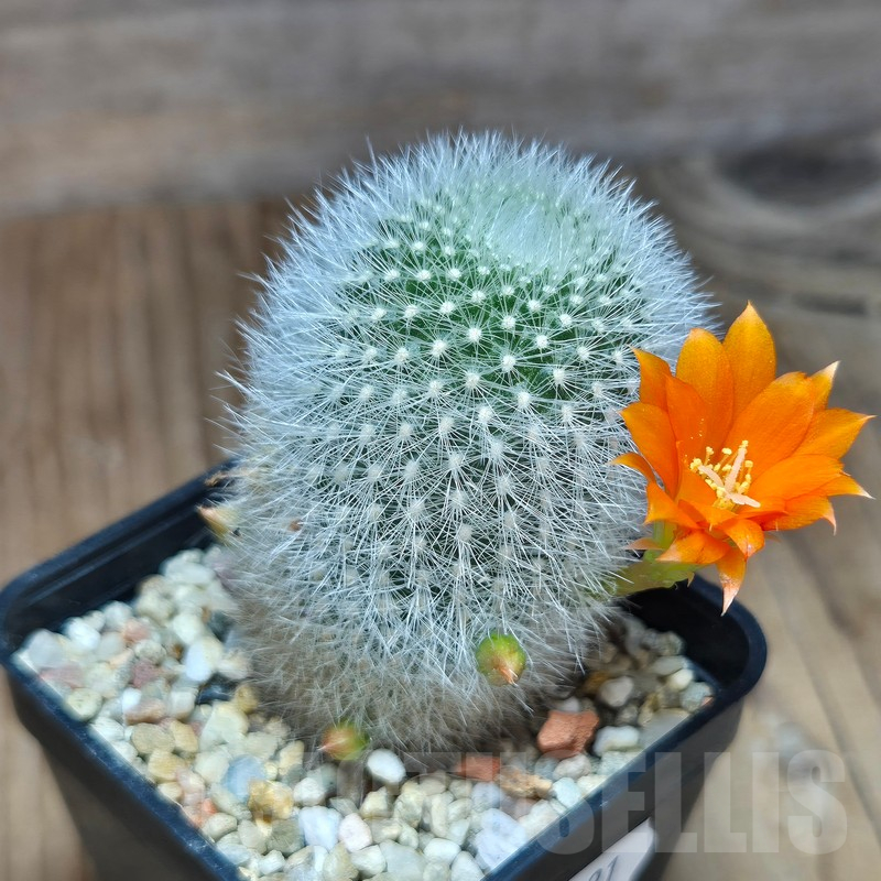 VVG11491 Rebutia muscula - 画像 (2)