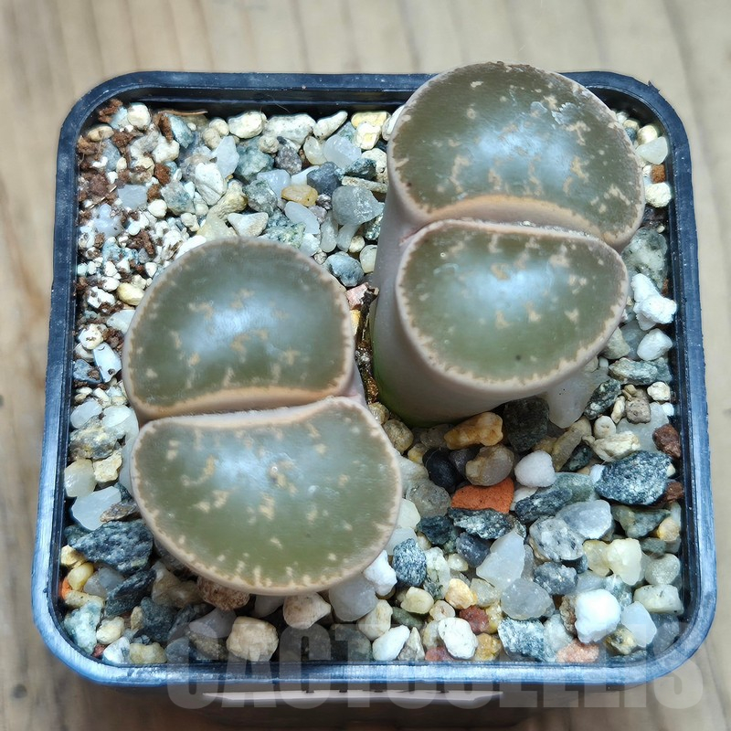 VVG11493 Lithops lesliei C139