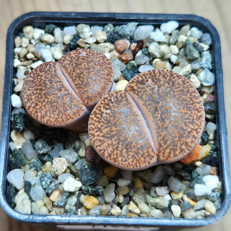 VVG11494 Lithops lesliei v. mariae C152