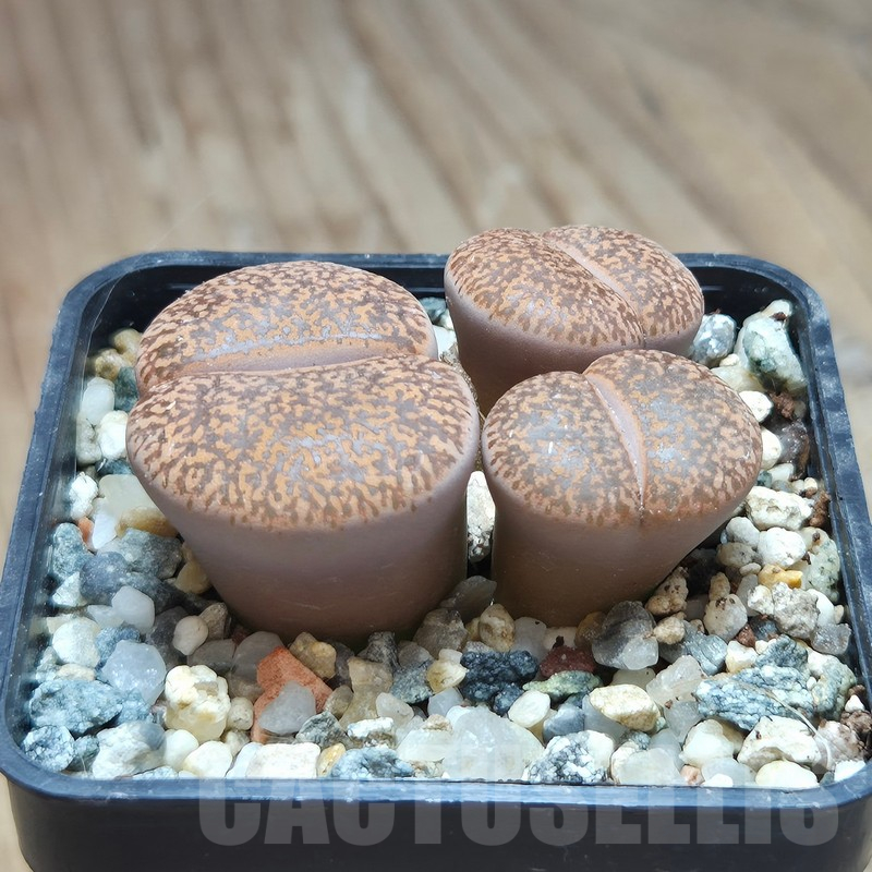 VVG11495 Lithops lesliei v. mariae C152 - 画像 (2)