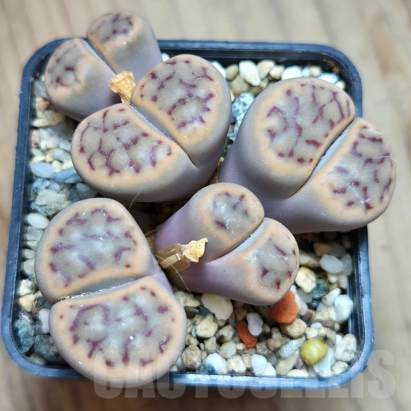 VVG11496 Lithops schwantesii v.kuibisensis