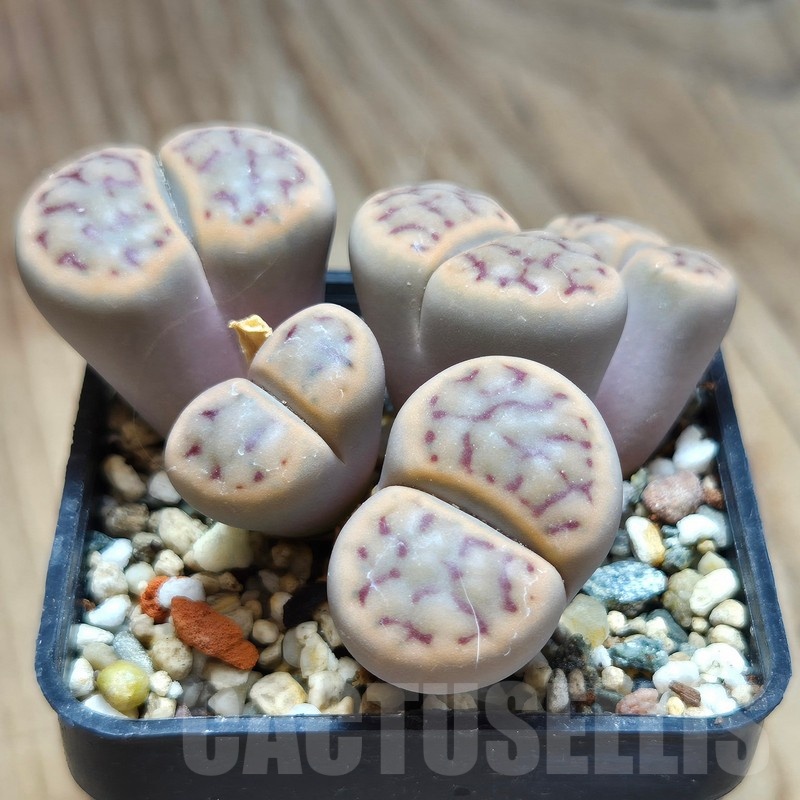 VVG11496 Lithops schwantesii v.kuibisensis - Image 2