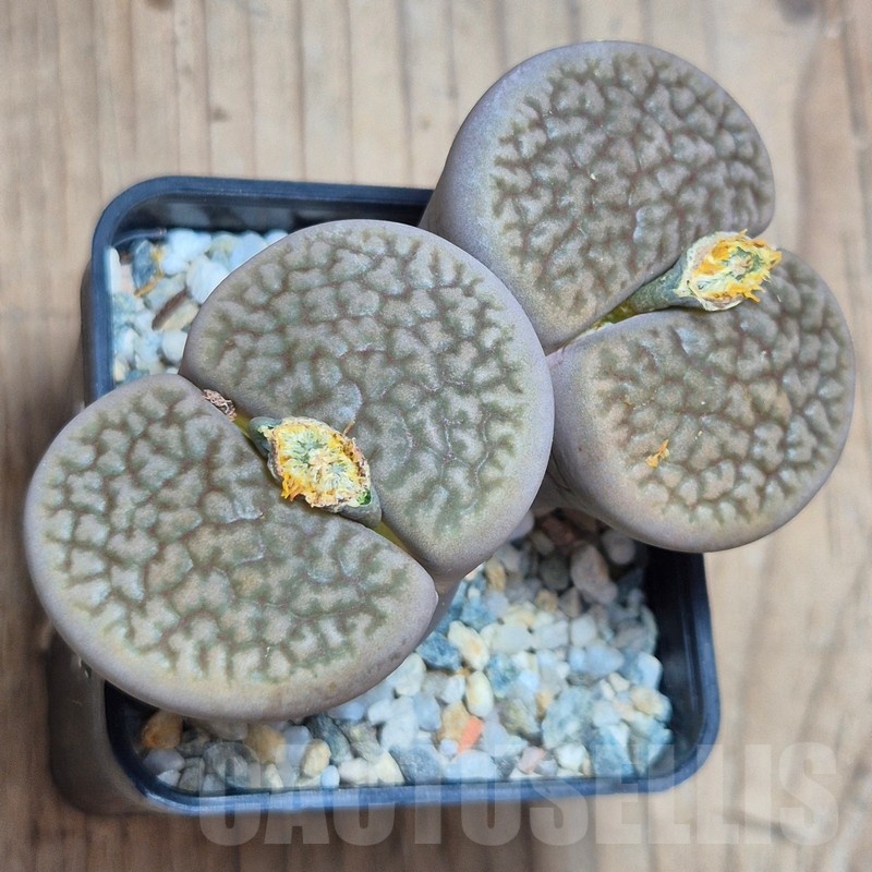 VVG11501 Lithops hookeri v. marginata   8 years old