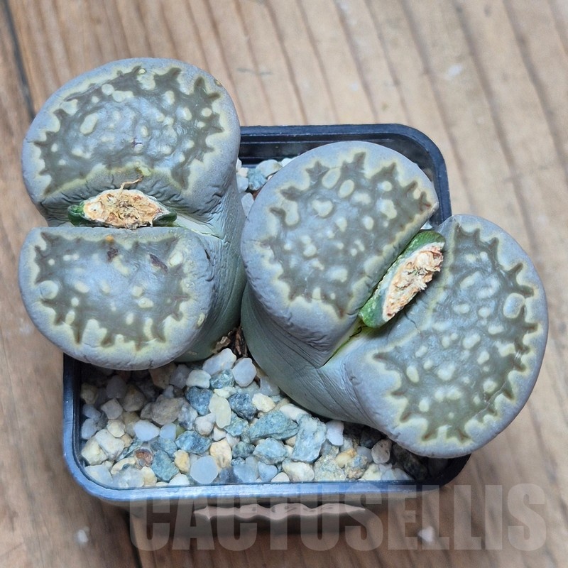 VVG11505 Lithops fulleri v. brunnea   8 years old