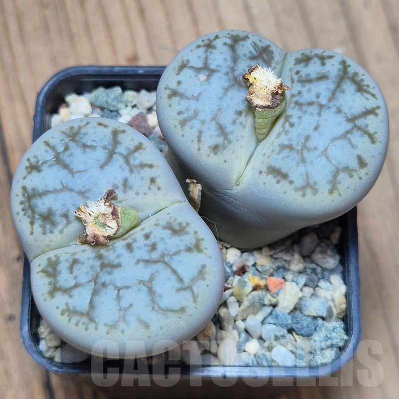 VVG11508 Lithops pseudotruncatella v. dendritica   8 years old