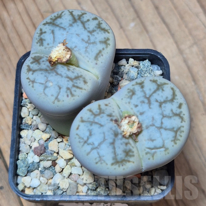 VVG11508 Lithops pseudotruncatella v. dendritica 8 years old - Image 2