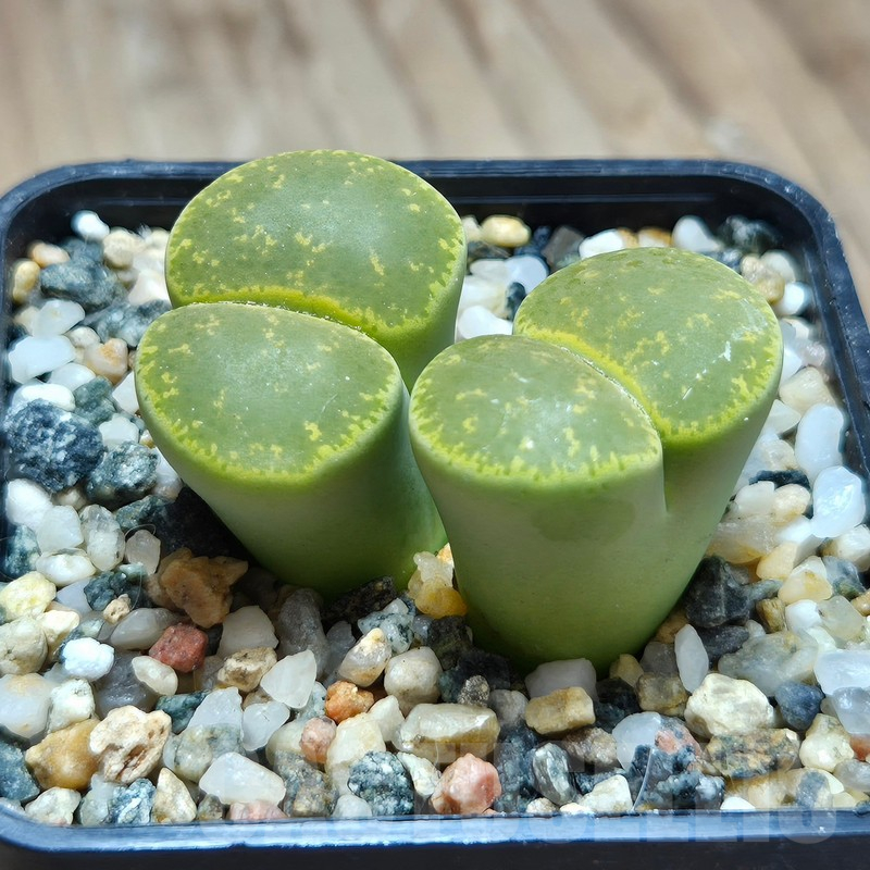 VVG11510 Lithops lesliei v.albinica - Image 2