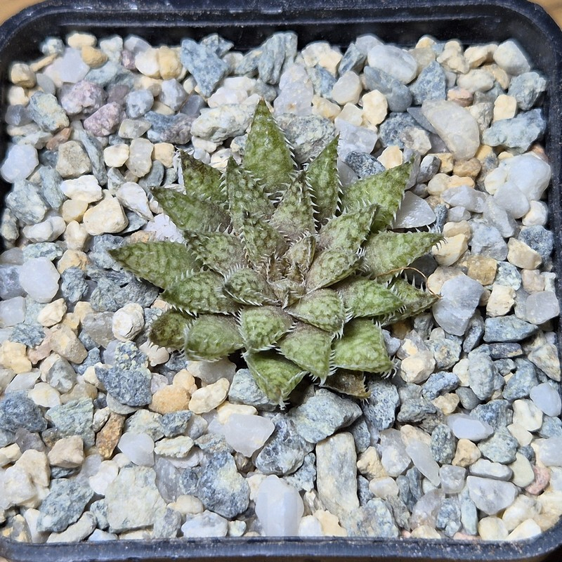 VVG12124 Haworthia herbacea seedling – Image 2