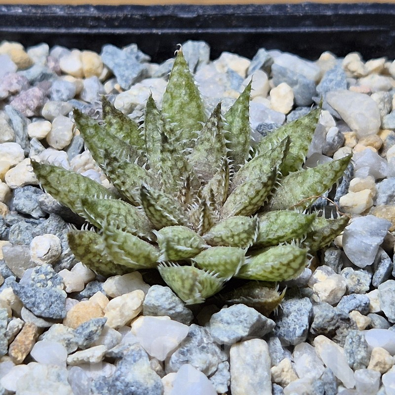 VVG12124 Haworthia herbacea seedling