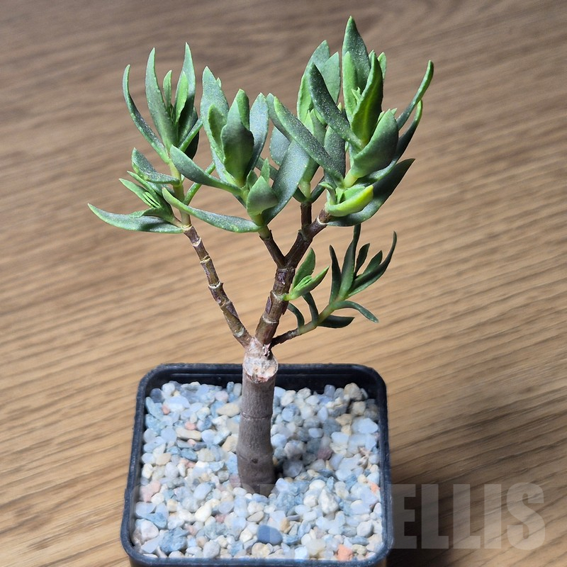 VVG12128 Crassula sarcocaulis