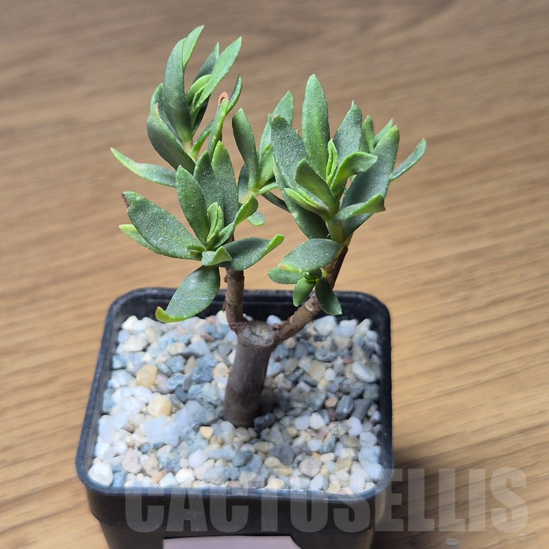 VVG12130 Crassula sarcocaulis