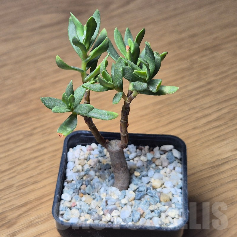 VVG12130 Crassula sarcocaulis - Image 2