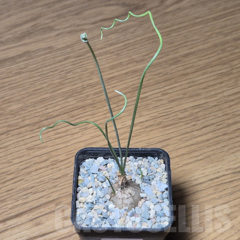 VVG12131 Ornithogalum osmynellum - Obrázek 2