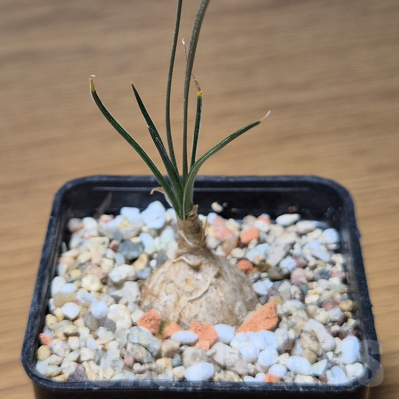 VVG12133 Ornithogalum sardienii - Image 2