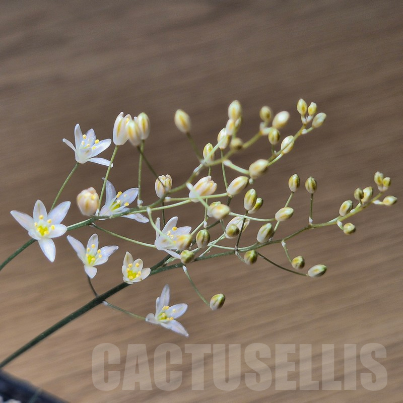 VVG20448 Ornithogalum sardienii