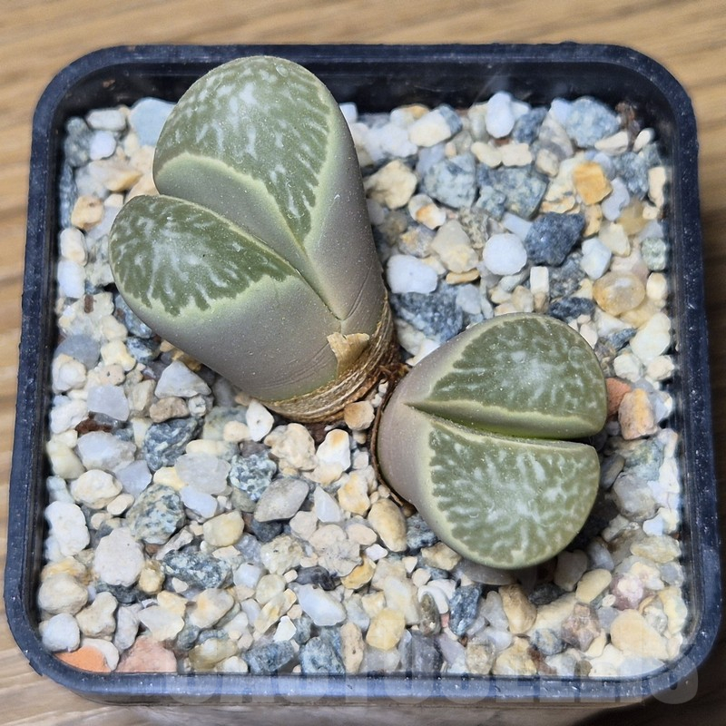 VVG12134 Lithops helmutii