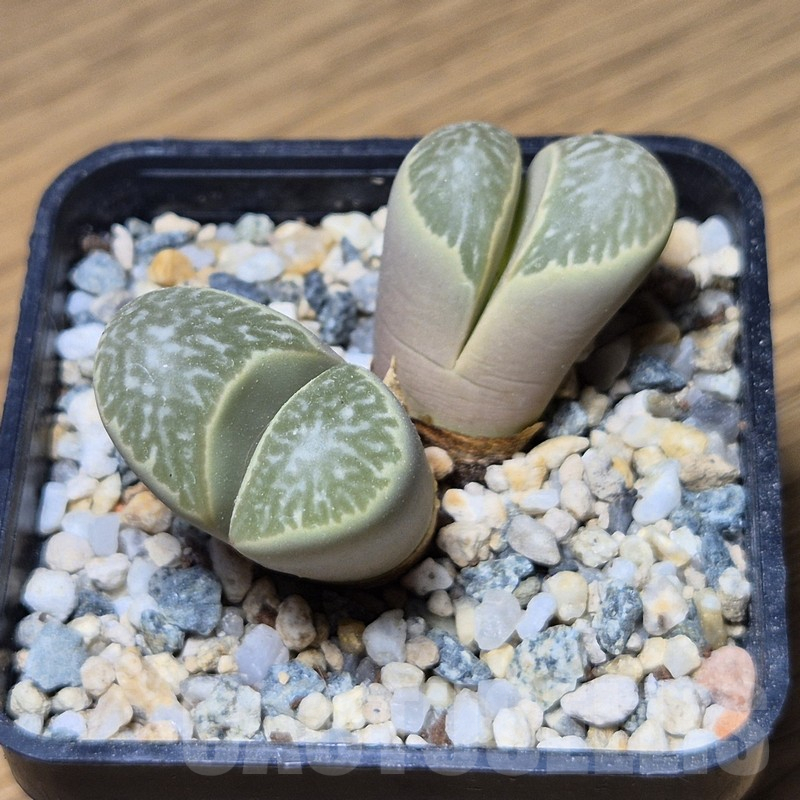 VVG12134 Lithops helmutii - Image 2