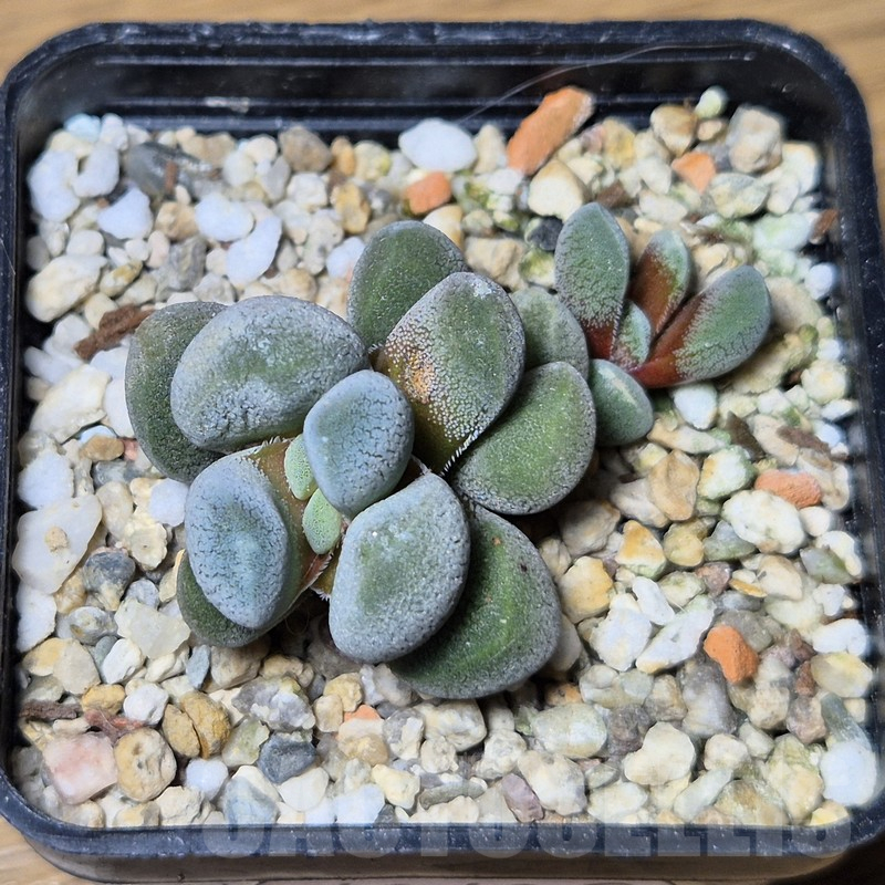 VVG12135 Crassula tecta - South of Calitzdorp- - Obrázek 2