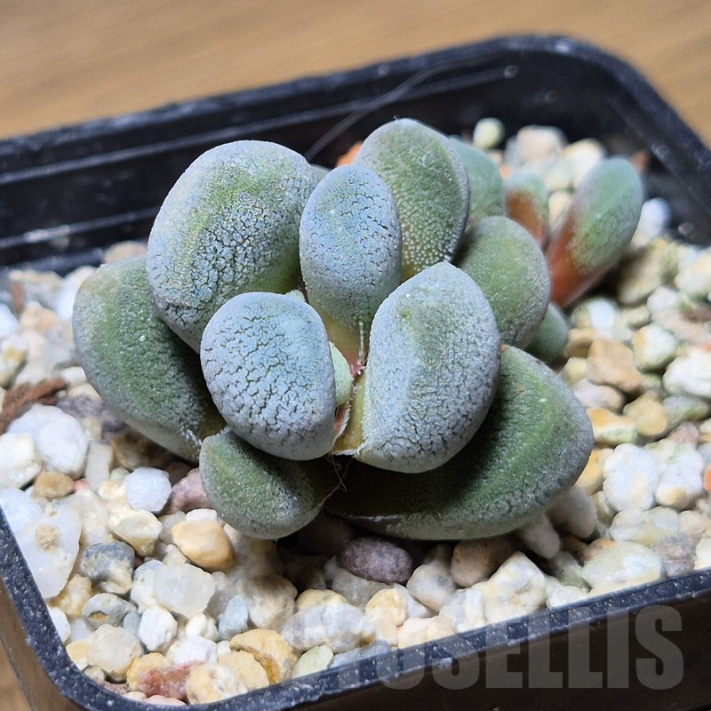 VVG12135 Crassula tecta - South of Calitzdorp-