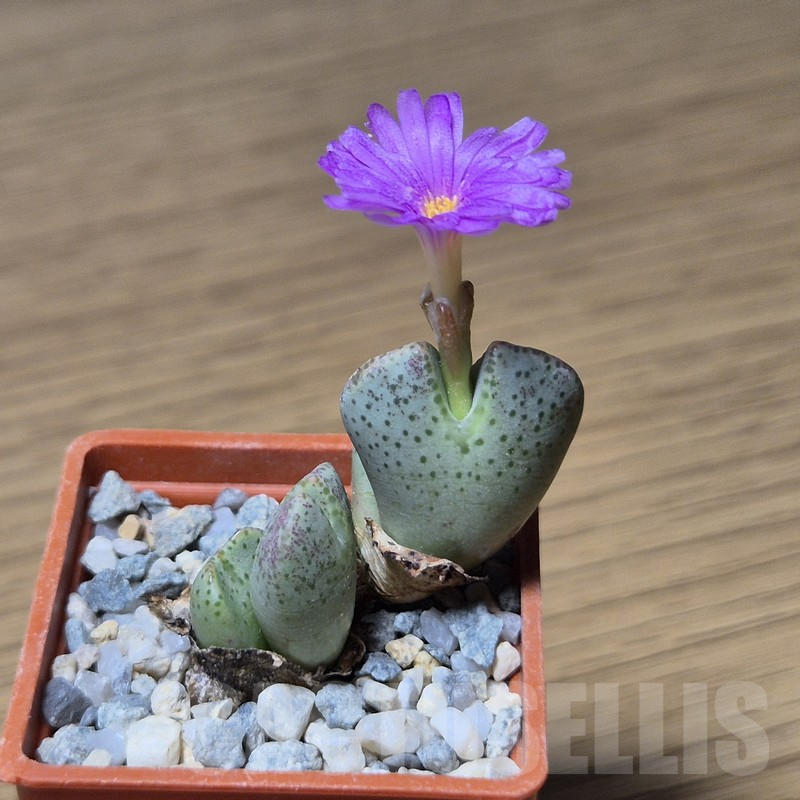 VVG12136 Conophytum taylorianum ssp. ernianum - Obrázek 2