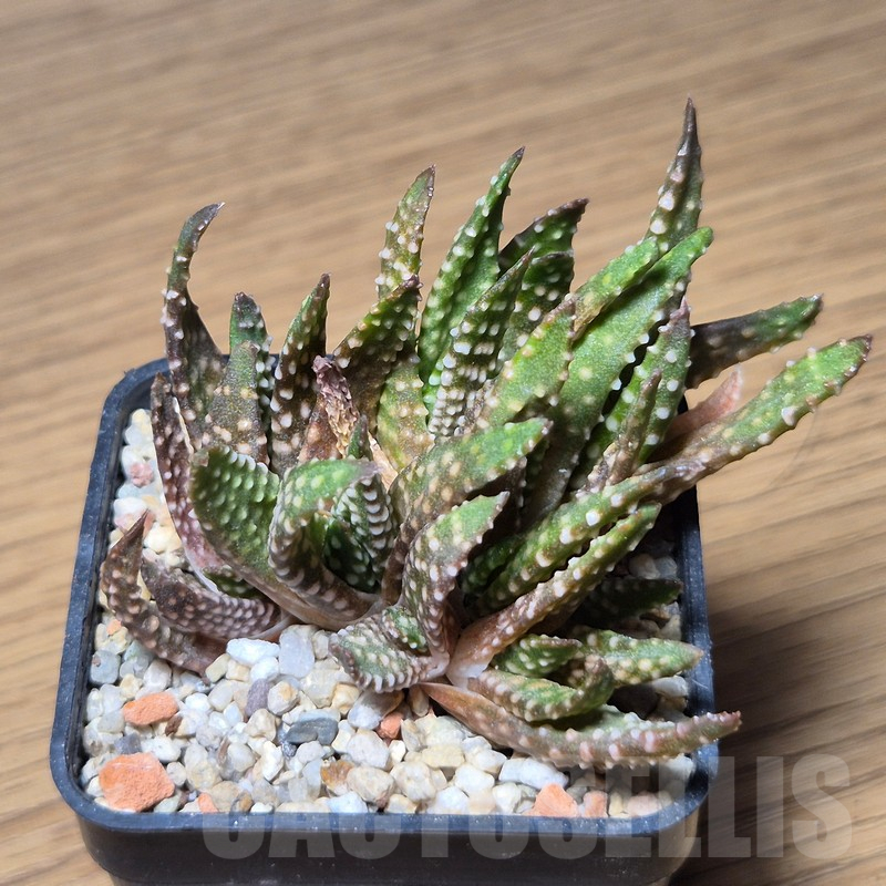 VVG12137 Haworthia pumila f.caespitosa - Image 2