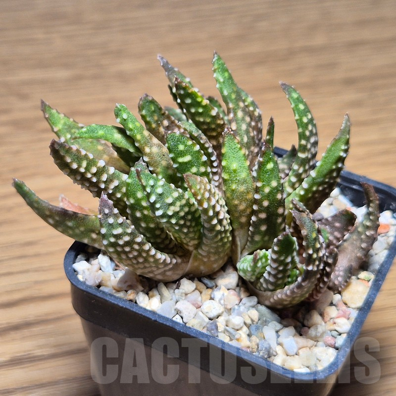 VVG12137 Haworthia pumila f.caespitosa