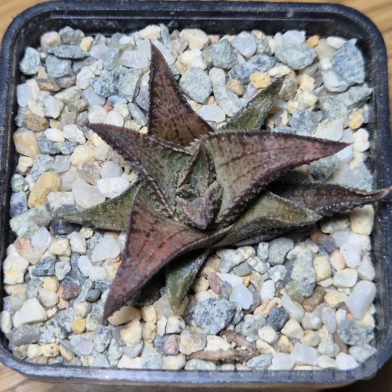 VVG12138 Haworthia woolleyi x koelmaniorum seedling - Image 2