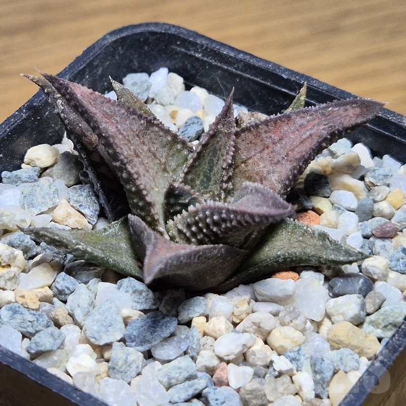 VVG12138 Haworthia woolleyi x koelmaniorum seedling