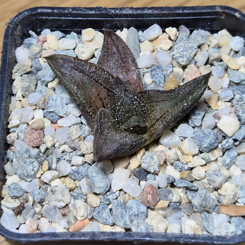VVG12139 Haworthia koelmaniorum x ‘Kintaikyo’ seedling - Image 2