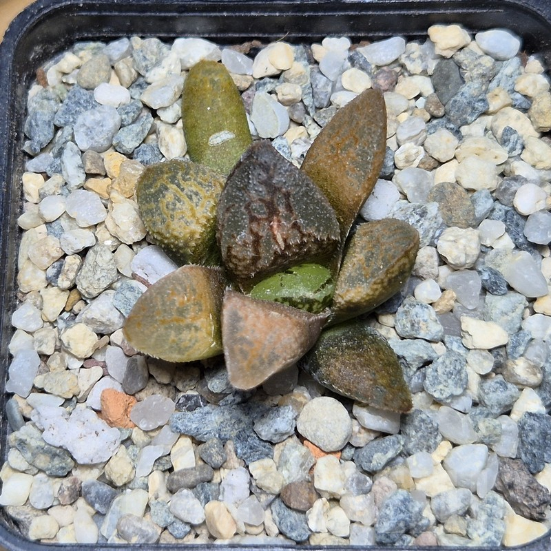 VVG12140 Haworthia VVG31 F2