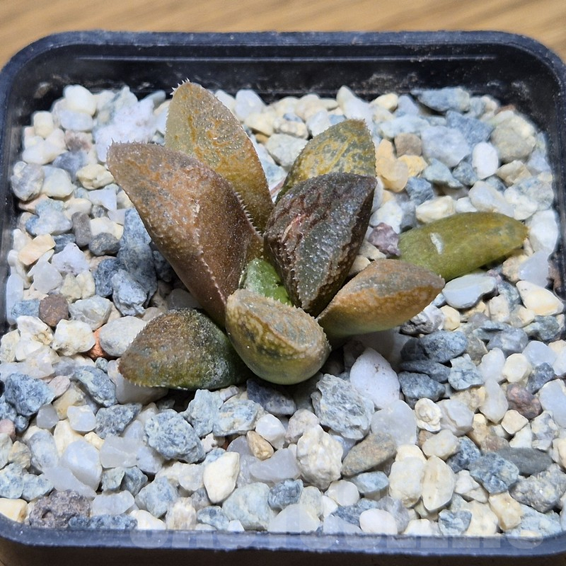 VVG12140 Haworthia VVG31 F2 - Image 2