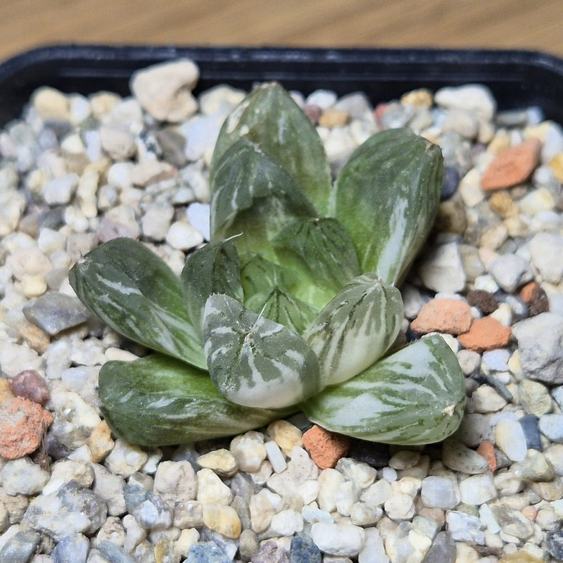 VVG12144 Haworthia obtusa f.variegata ex -Japan-